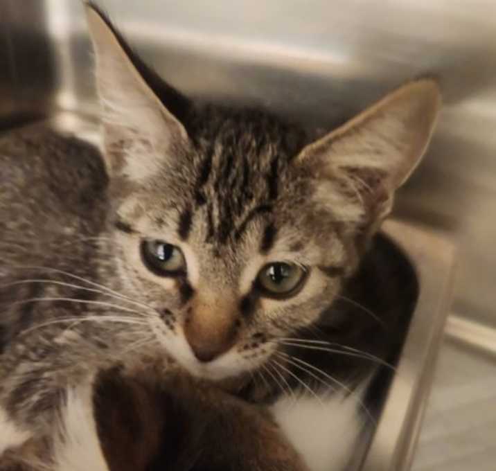 Photo of Goldenrod TCR36 8/27/25