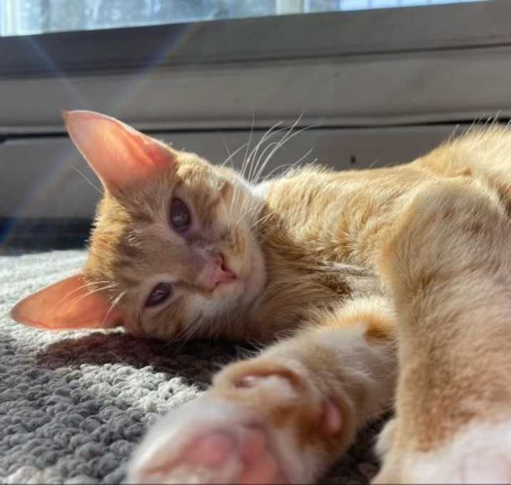 Photo of Peaches