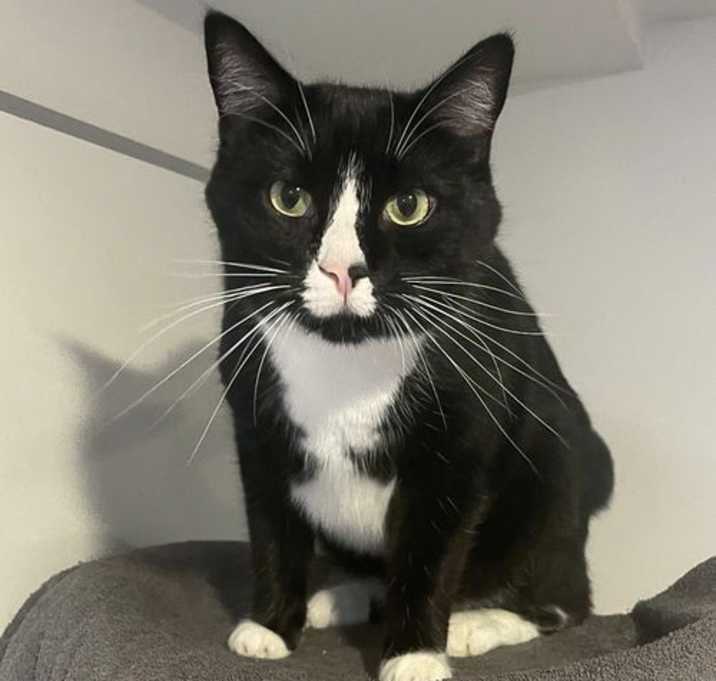 Photo of Loki
