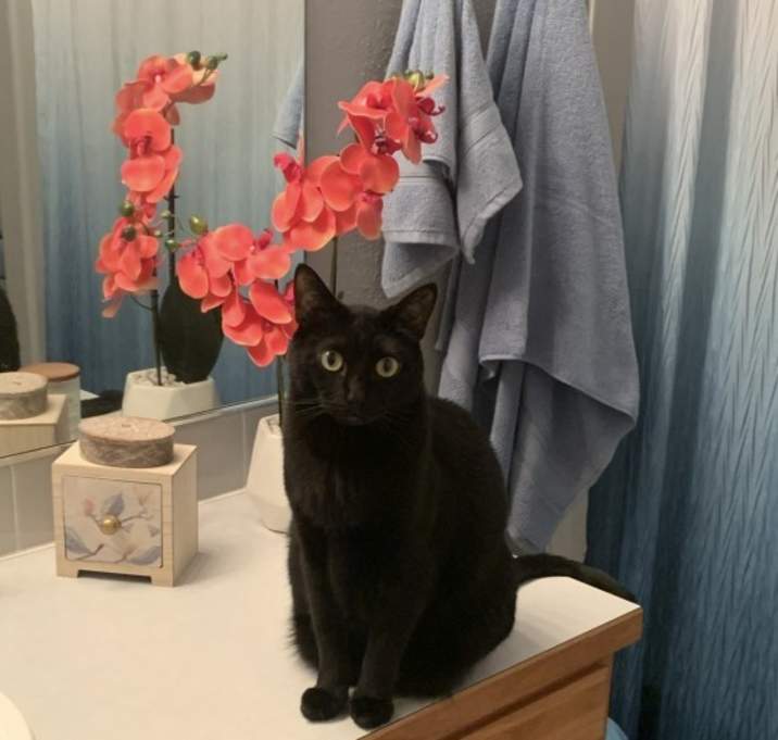 Photo of Baxter