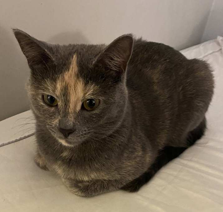 Photo of Sunni