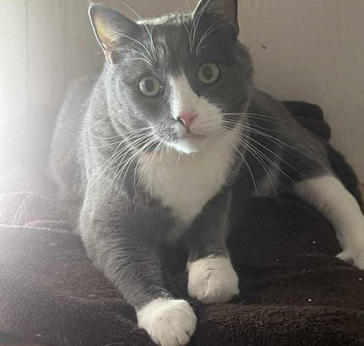 Photo of Finn-Adopt or Foster to Adopt