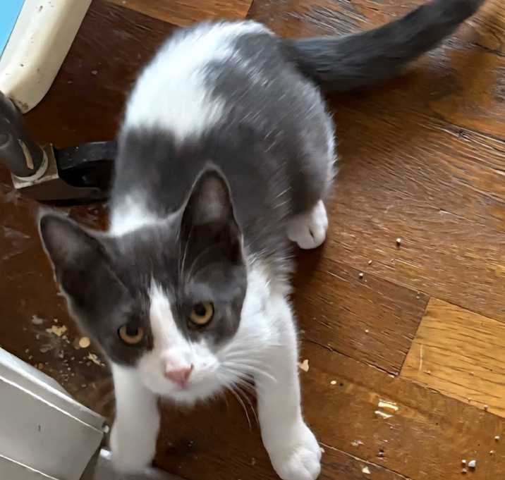 Photo of Skunk