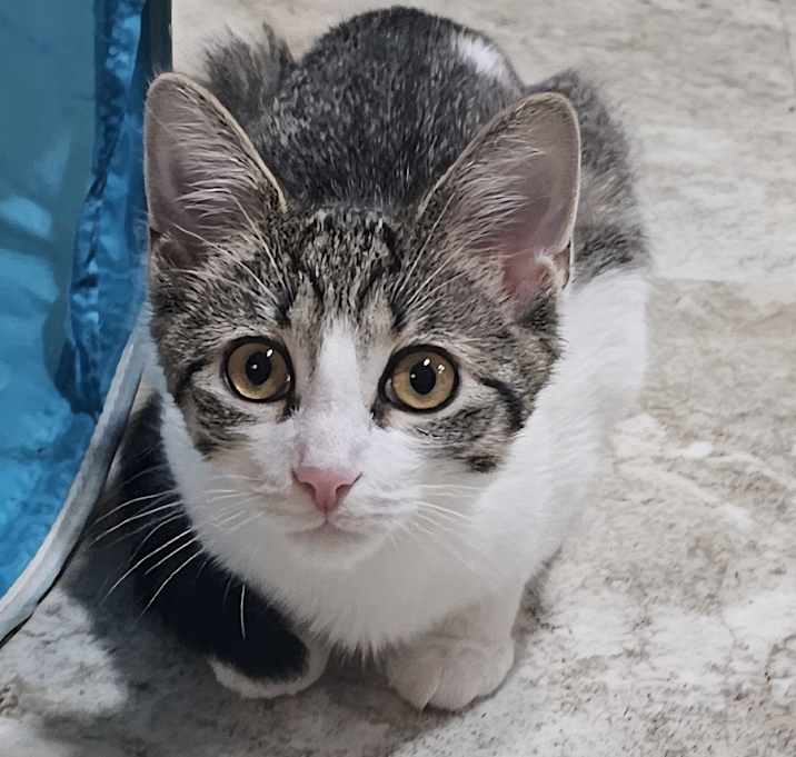 Photo of Star