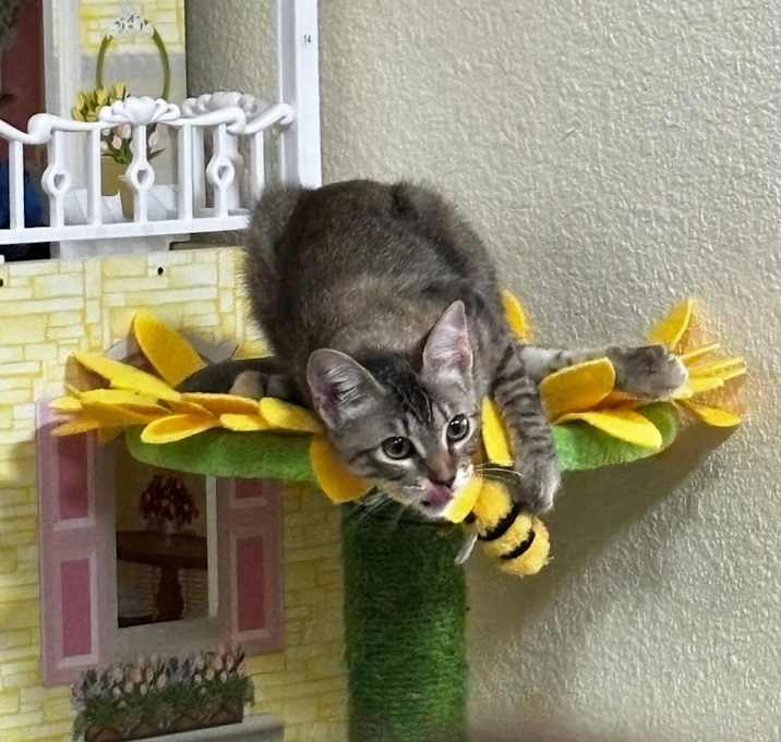 Photo of Zelda