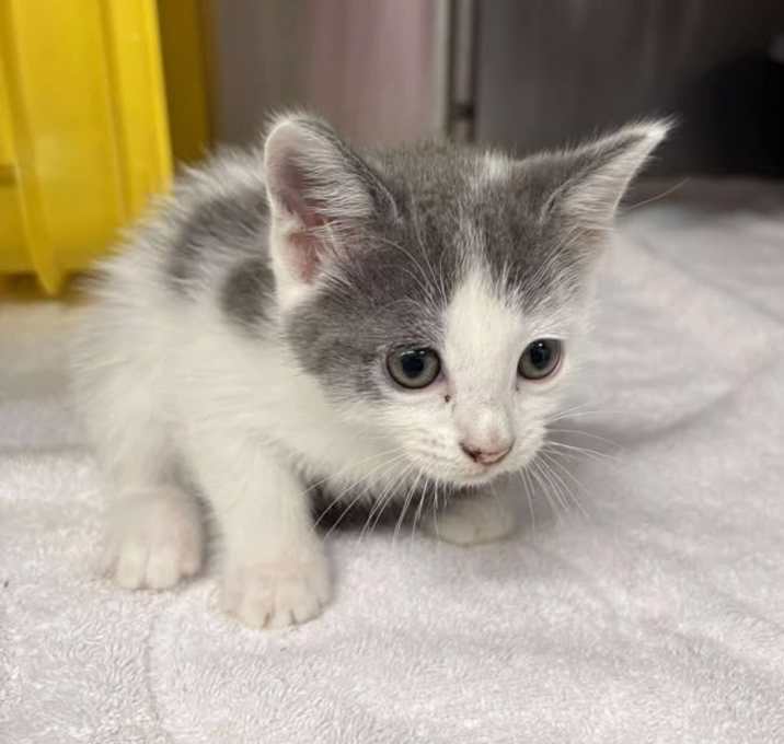 Photo of Cookies and Cream