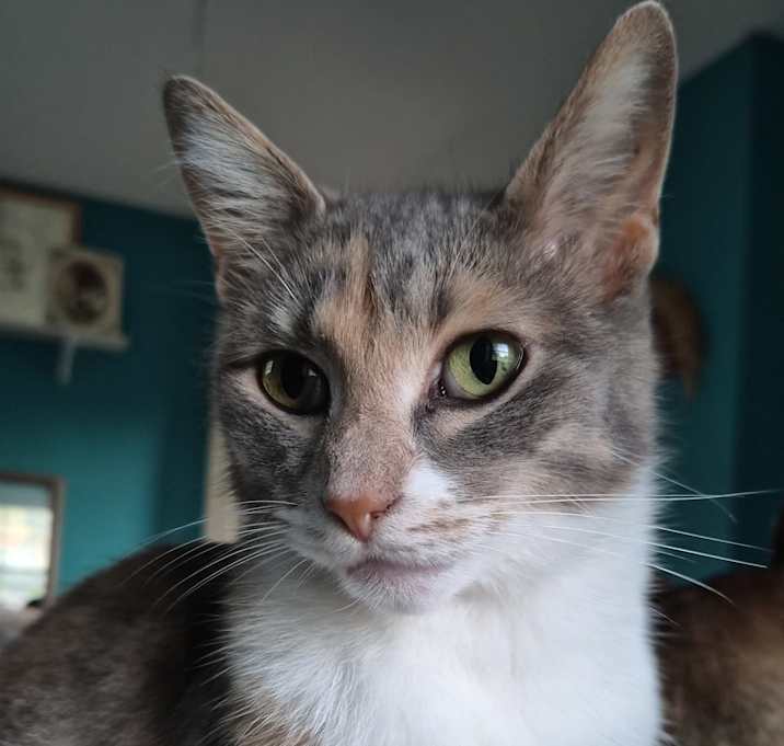 Photo of Sage