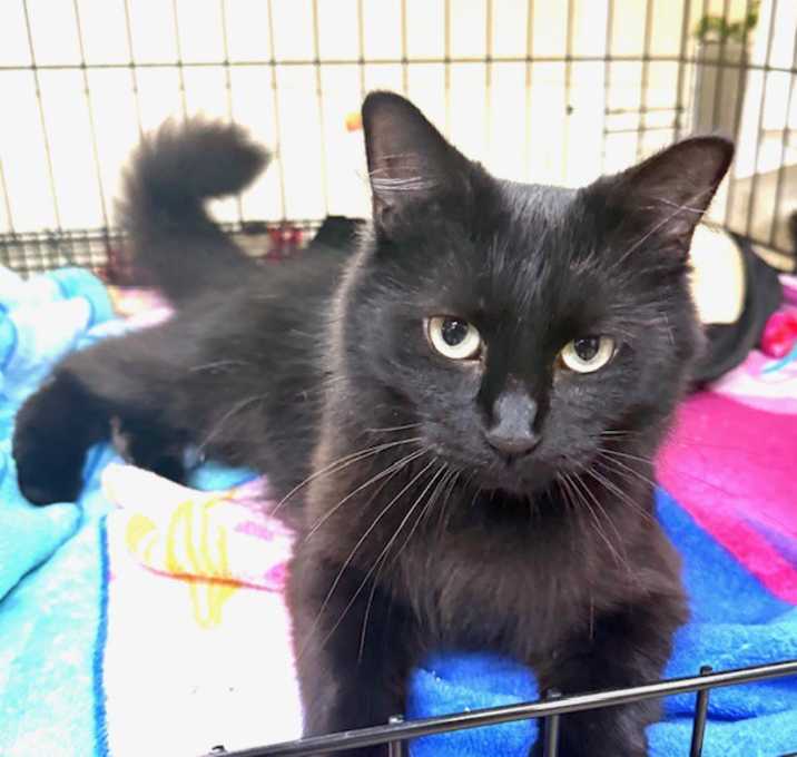 Photo of Ambrosia Salad