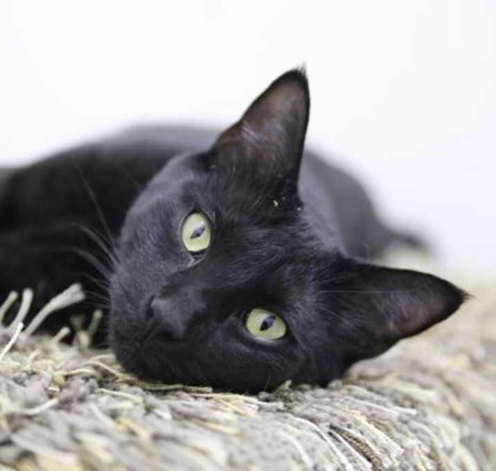 Photo of Jetson