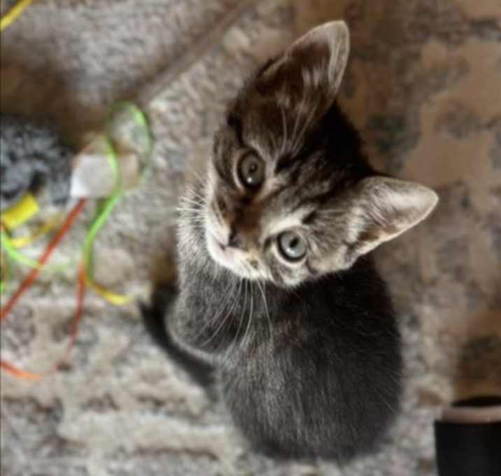 Photo of PEANUT
