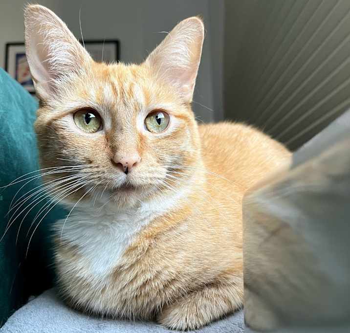 Photo of Goldie (I'm in foster care!)