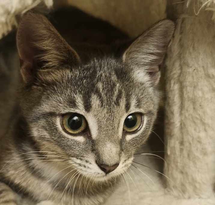 Sage