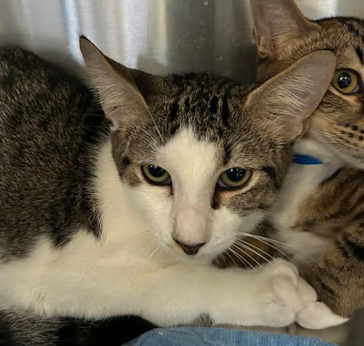 Photo of Russell Stover