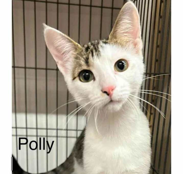 Photo of Polly