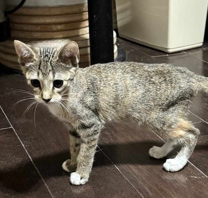 Photo of Padme RW