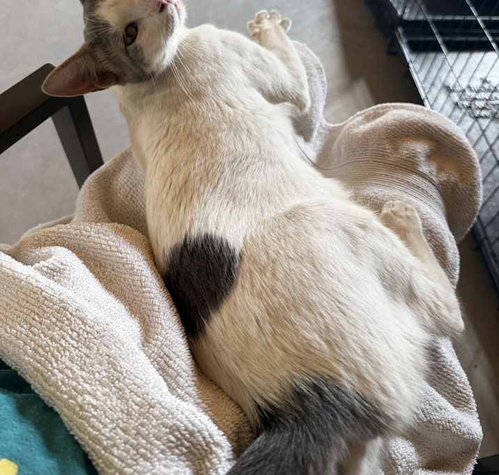 Photo of Ace *Courtesy Post