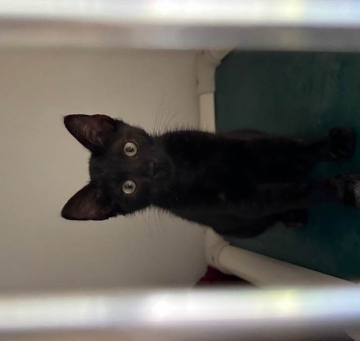 Photo of Feral 3/4