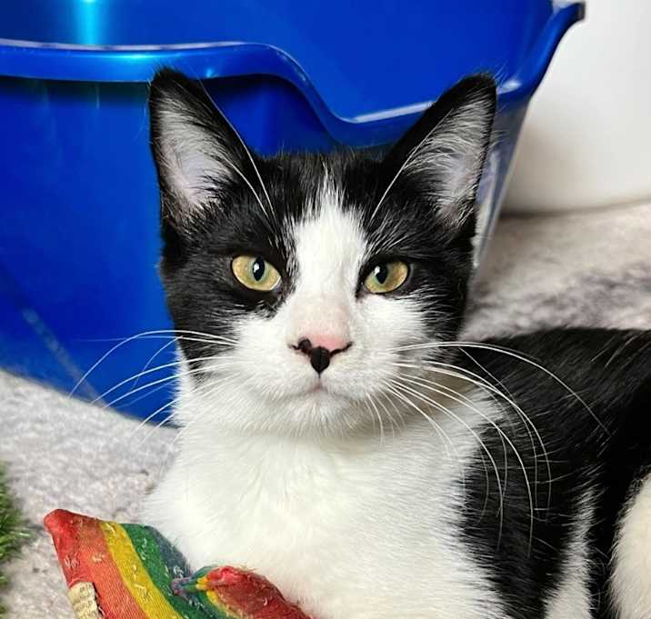 Photo of Pumpernickel