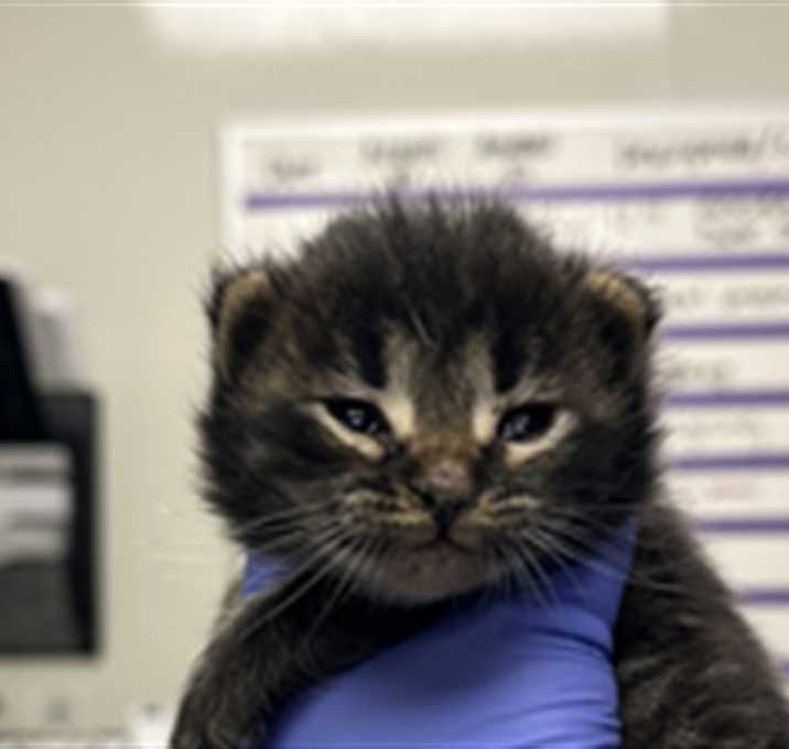 Photo of BRUCE - ADOPTION PENDING