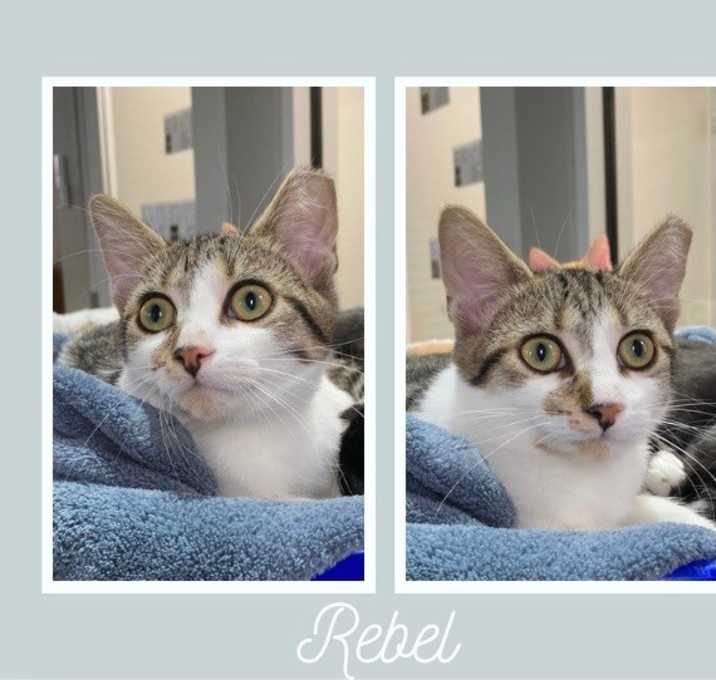 Photo of Rebel