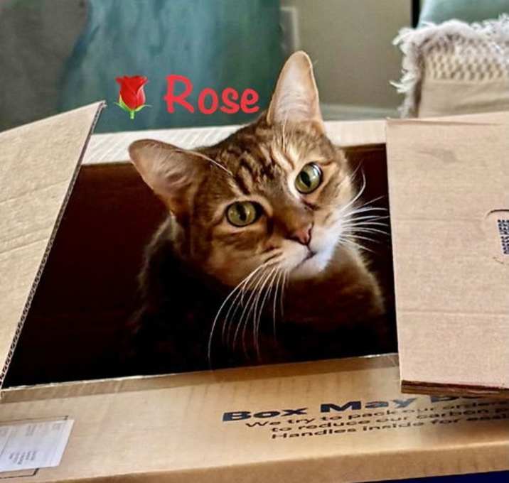 Photo of Rose
