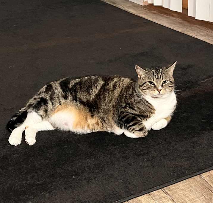 Photo of Luna
