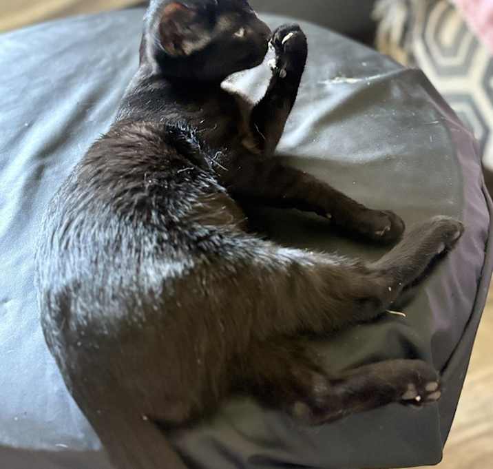 Photo of Influenza “floof” or baby kitty