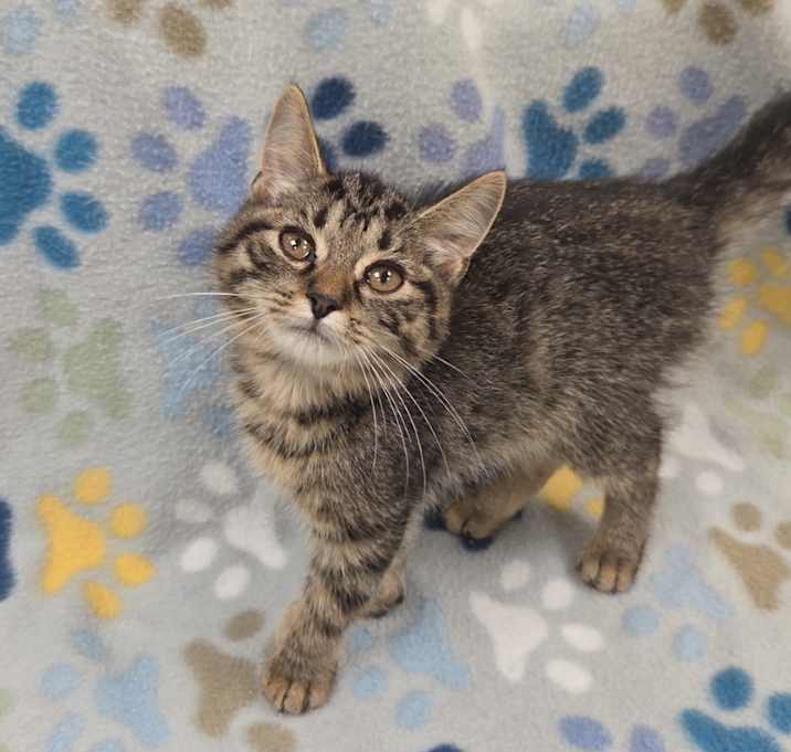 Photo of Nova