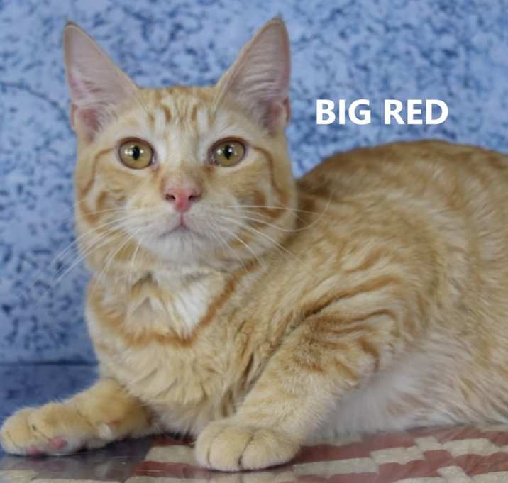 Photo of Lori/Big Red