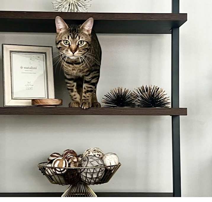 Photo of Taz