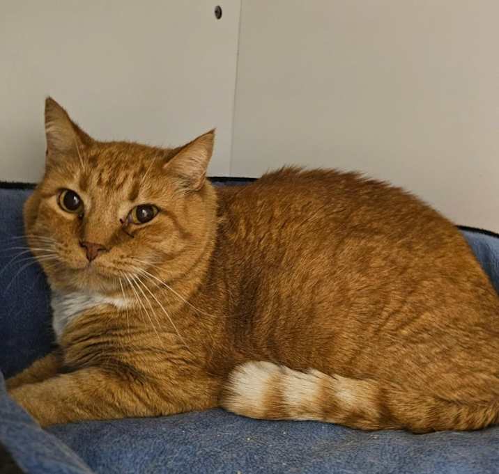 Photo of Sweet Potato