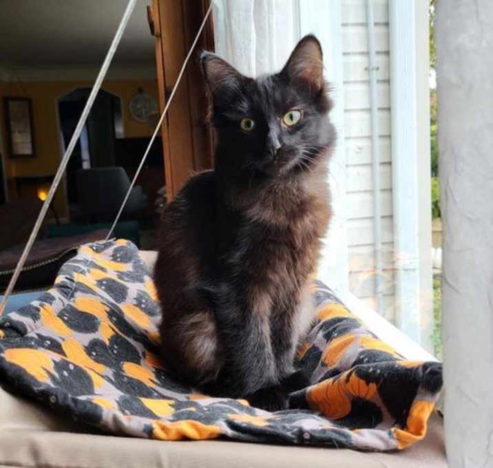 Photo of C295 Litter Merriman