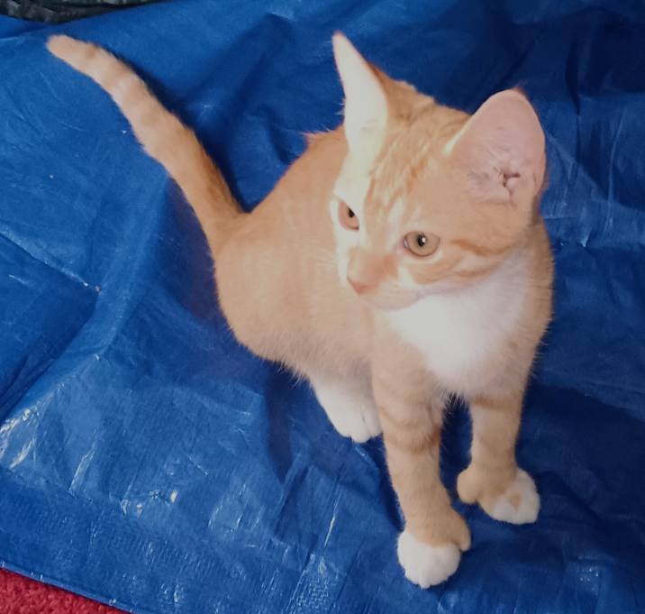 Photo of Cheeto