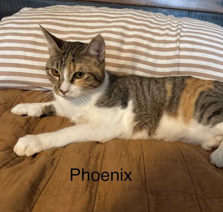 Photo of Phoenix LH