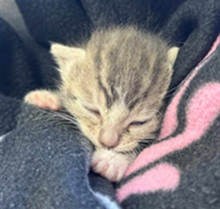 Photo of WINKY - IN FOSTER