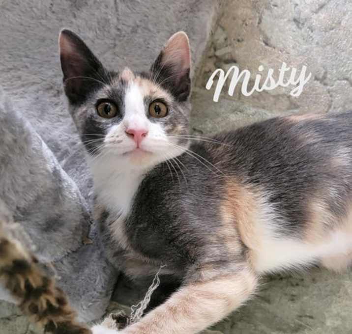 Photo of Misty #check-meowt