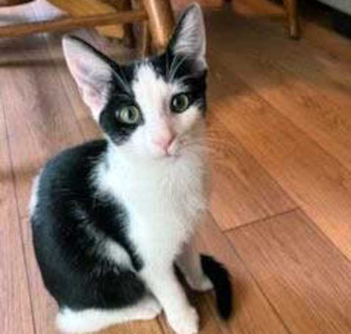 Photo of KITTEN SAGE