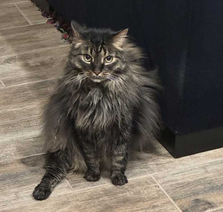 Photo of Lucky