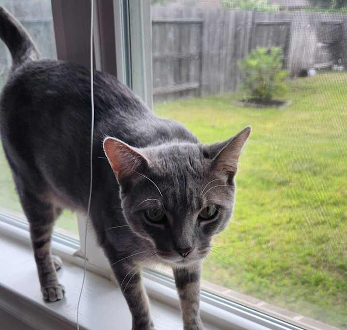 Photo of Meow meow
