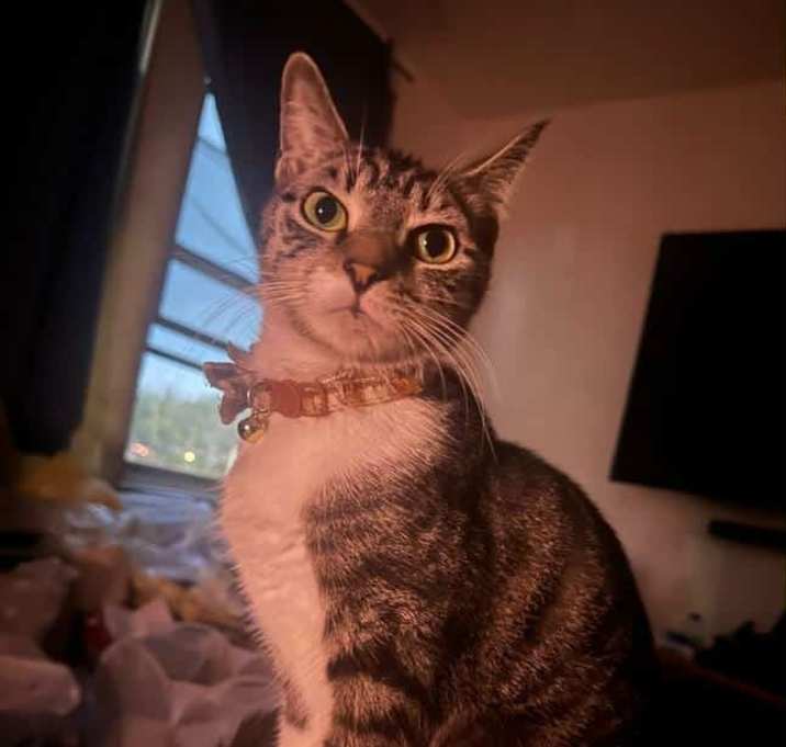 Photo of sesame