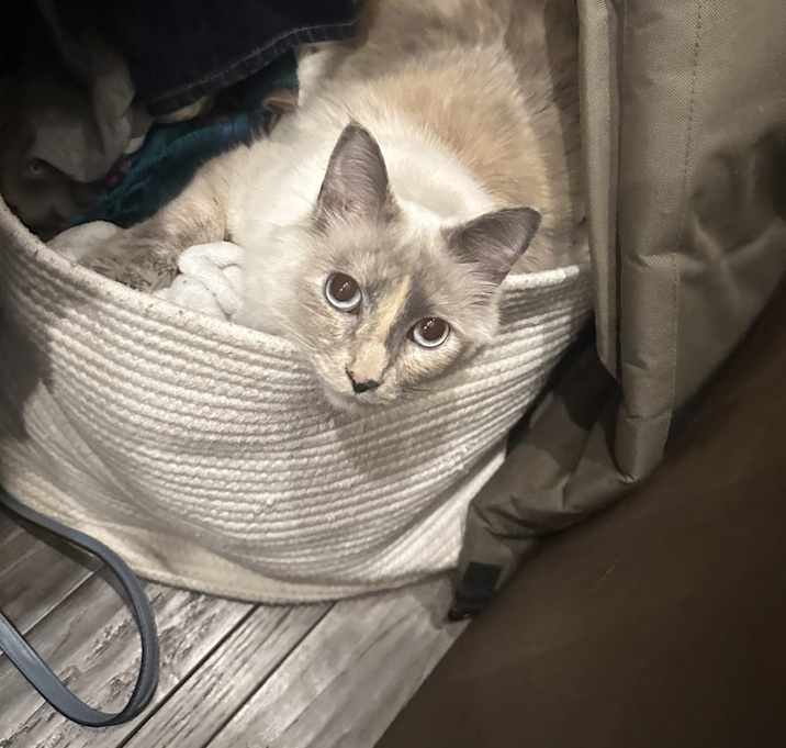 Photo of Scout