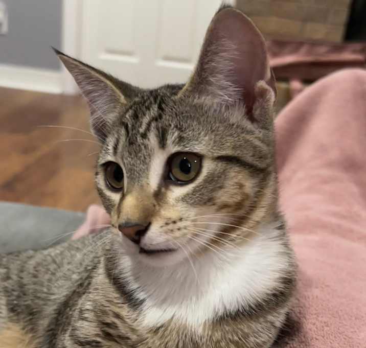 Photo of Kiwi