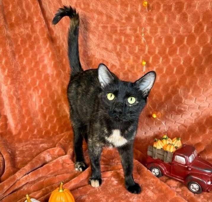 Photo of Momma Meadow Wat