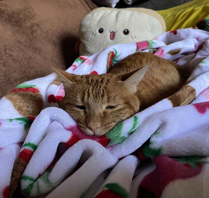 Photo of Friday and pumpkin