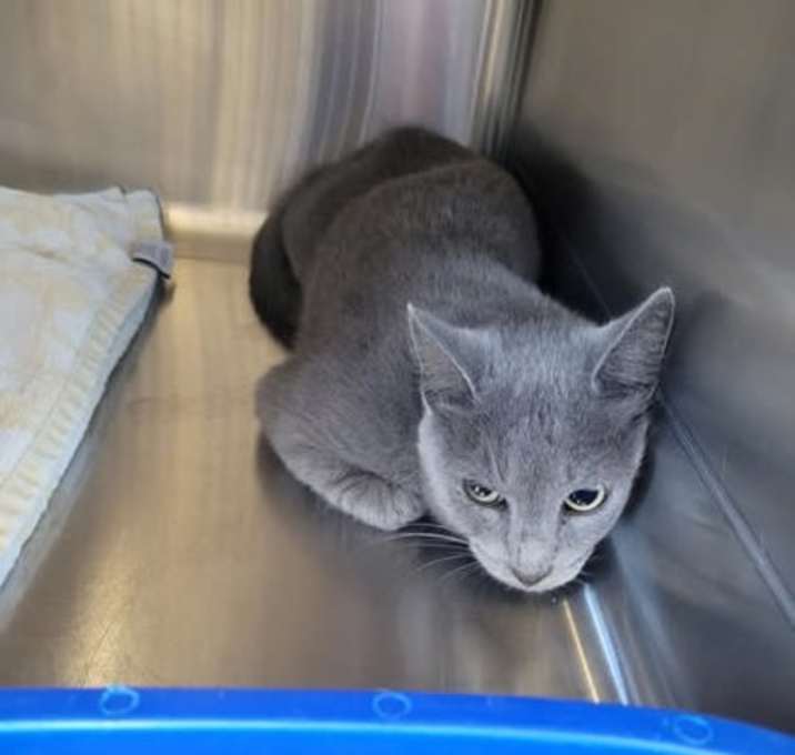 Photo of Rainbow Sprinkles