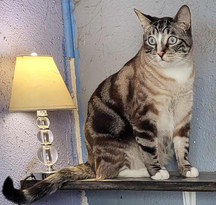 Photo of Lucky