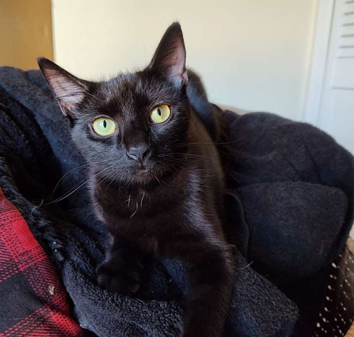 Photo of Sapphire Berkeley