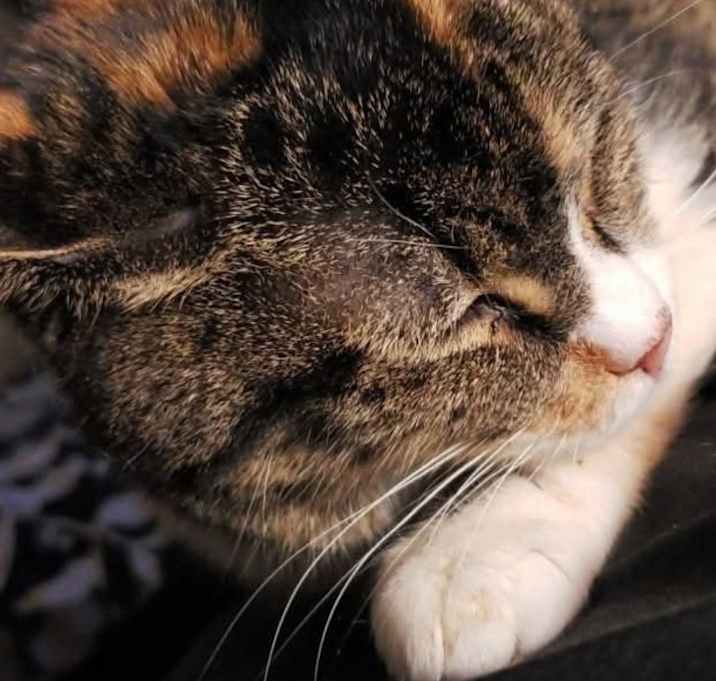 Photo of Annabelle