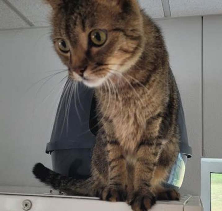 Photo of Juno