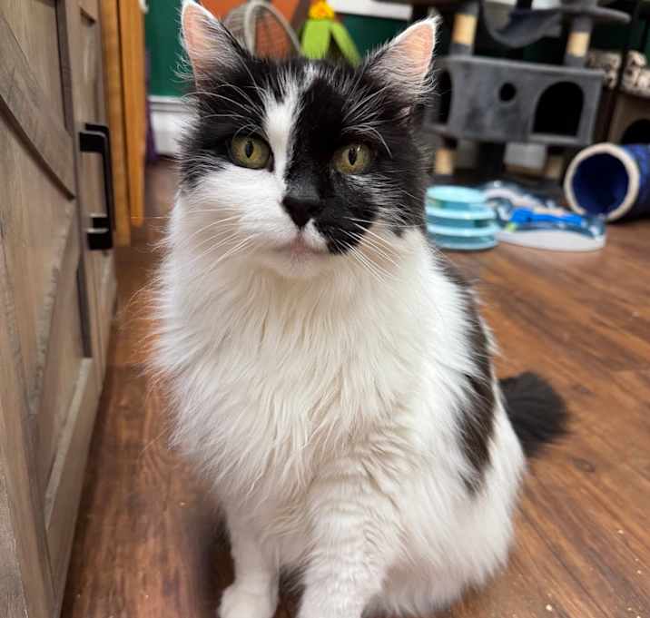 Photo of Callie (and Stella)